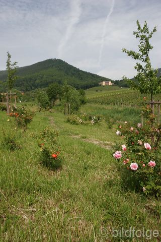_mg_4317.jpg