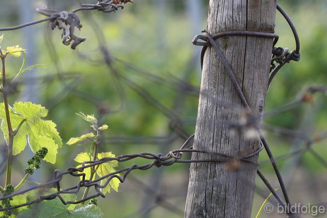 edenkoben0339.jpg