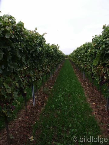 pfalz0158.jpg