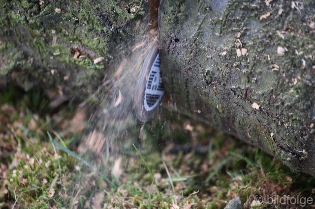 07baum.jpg